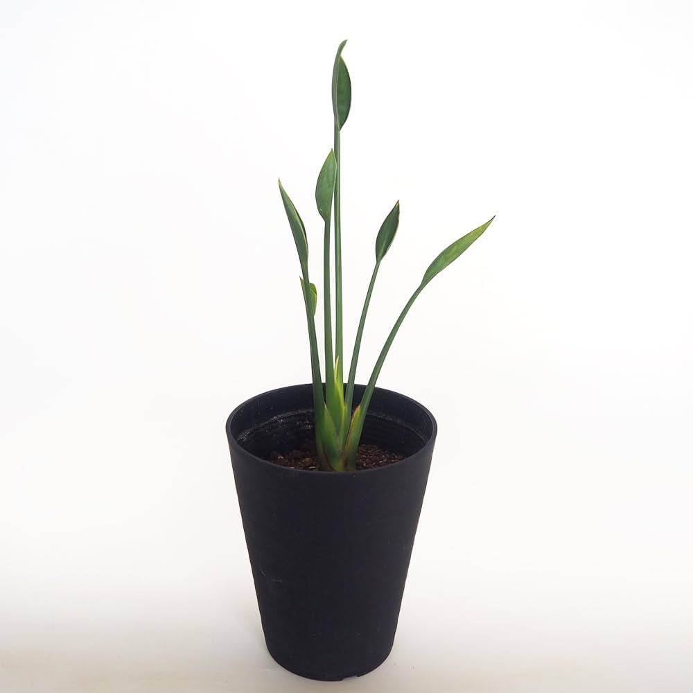 Amazon|ITANSE ストレリチア ユンケア 7号 1個売り 観葉植物 Amazon|ITANSE ストレリチア ユンケア 7号 1個売り 観葉植物